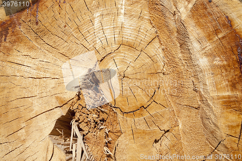 Image of cut down a tree, close-up  