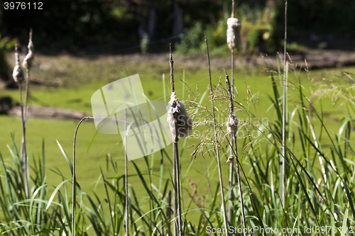 Image of swamp, the end of summer  