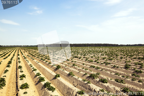 Image of cultivation of potatoes. field 
