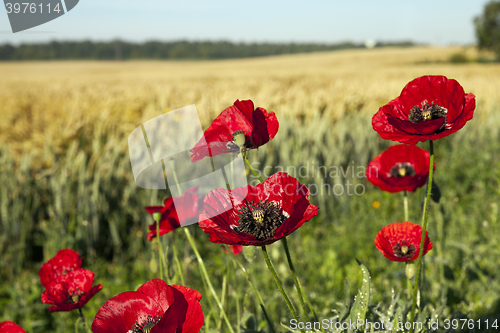 Image of red poppies in a field  