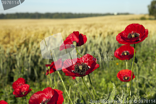 Image of red poppies in a field  