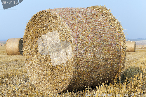 Image of haystacks in a field of straw  