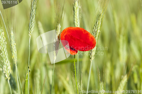 Image of Poppy in the field 