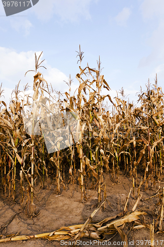 Image of mature corn ,  autumn