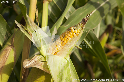 Image of Field with corn  