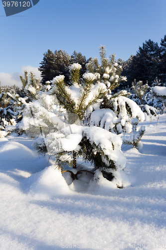 Image of spruce forest  winter  