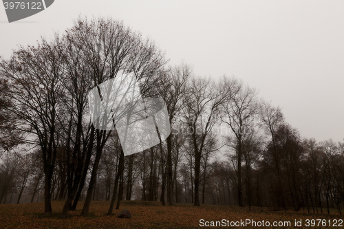 Image of Autumn Park, overcast  