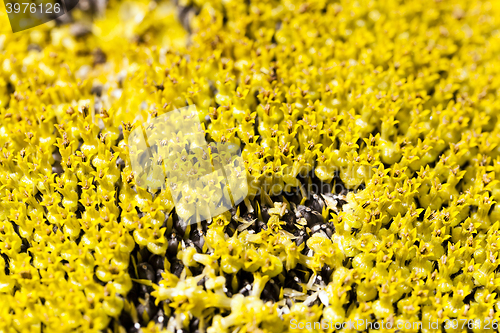 Image of   sunflower covering   seeds.