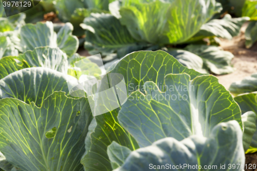 Image of Field with cabbage, summer 