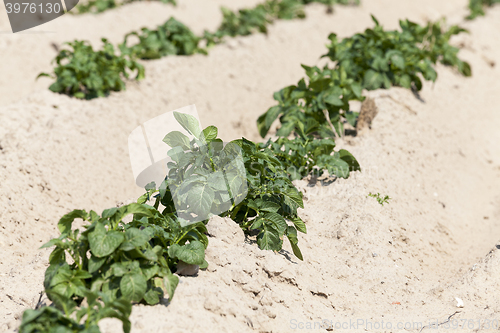 Image of Potatoes in the field 
