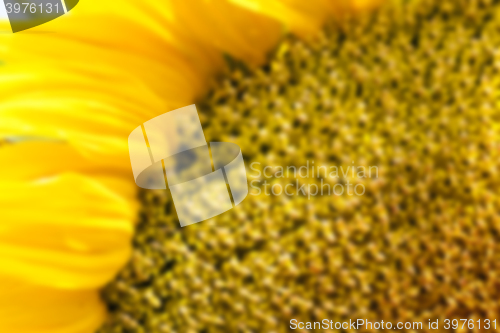 Image of flower Sunflower, close-up 