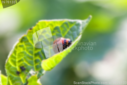 Image of Colorado potato beetle on potatoes 