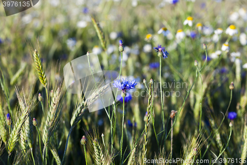 Image of chamomile with cornflowers 