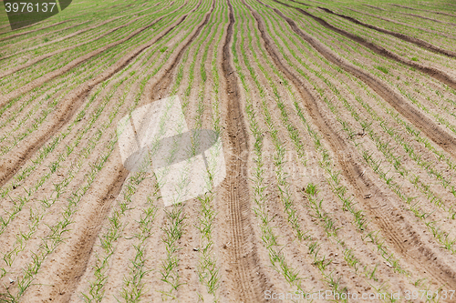 Image of green onions in the field  