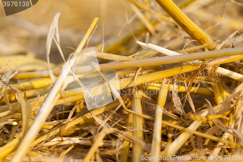 Image of straw after harvest  