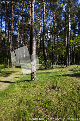 Image of trees in spring 