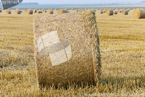 Image of stack of straw in the field 