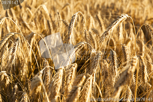 Image of Yellow ripe rye  