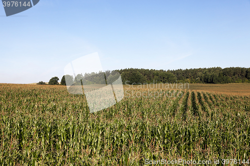Image of Corn field, summer time  