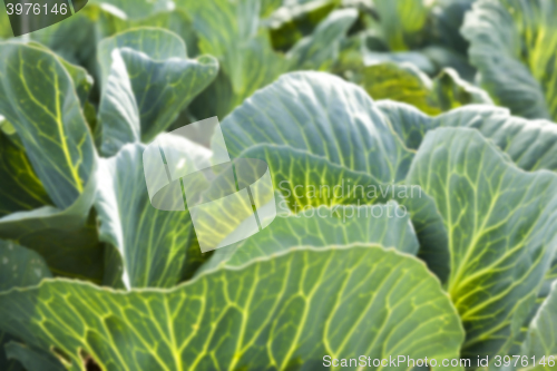 Image of green cabbage field  