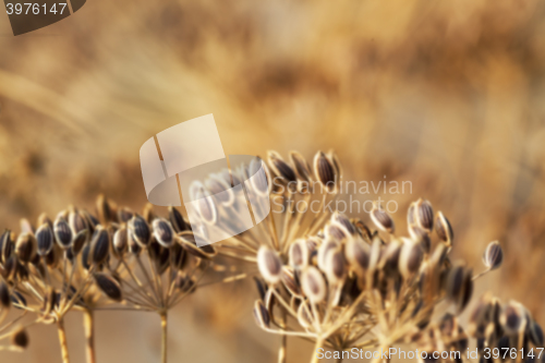 Image of mature dill close-up 