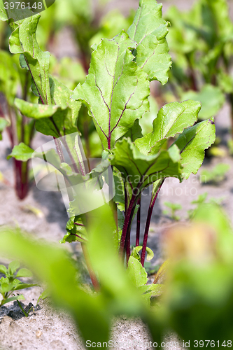 Image of field with beetroot  