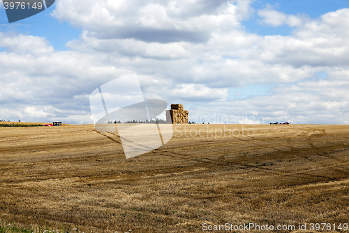 Image of gathering the wheat harvest  