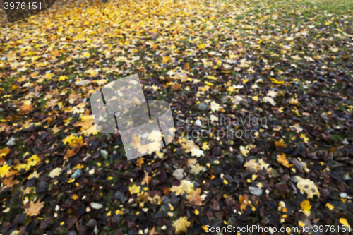 Image of Autumn Park, overcast 