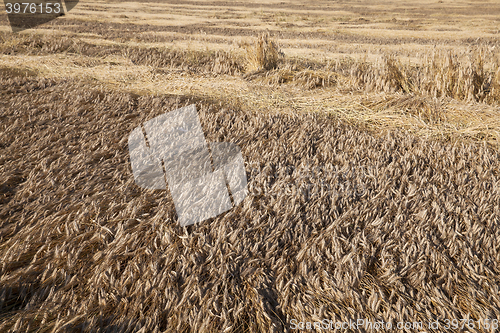 Image of Field of cereal in the summer 