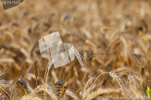 Image of cereal farming field 