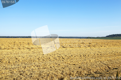 Image of farm field cereals  