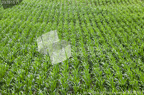 Image of Corn field, summer  