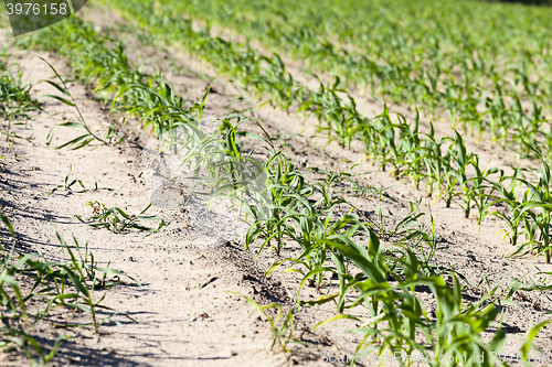 Image of green corn. Spring 