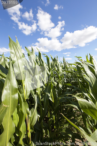 Image of Corn field, summer time  