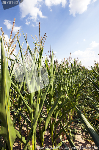 Image of field with green corn 