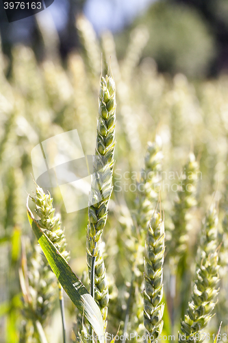 Image of unripe ears of wheat  