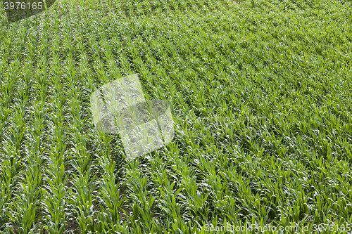 Image of Field with corn  