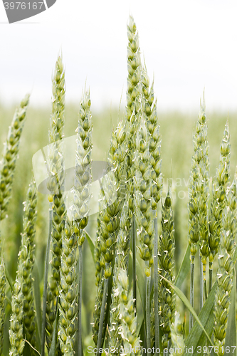 Image of agricultural field wheat  