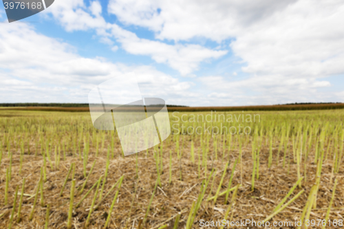 Image of collection rapeseed crop 