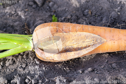 Image of Carrots on the ground  