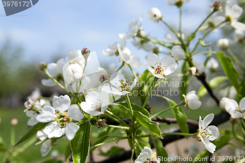 Image of blooming apple trees  