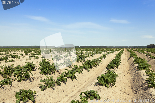 Image of Potatoes in the field 