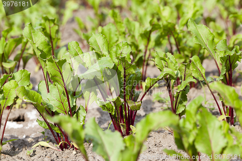 Image of Field with red beetroot  