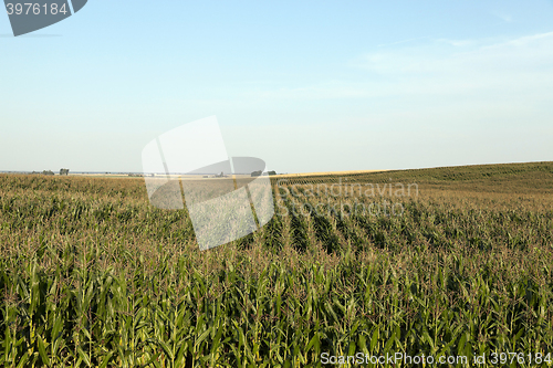 Image of Corn field, summer 