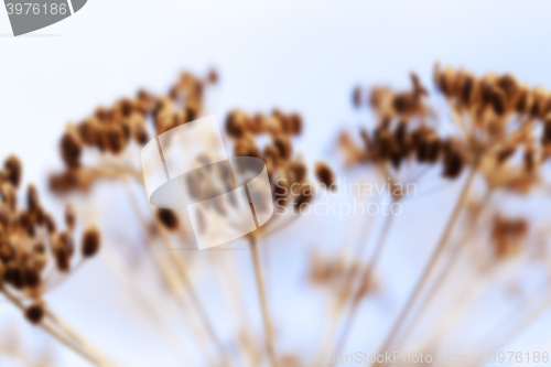 Image of mature dill close-up  