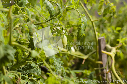 Image of  green unripe tomato