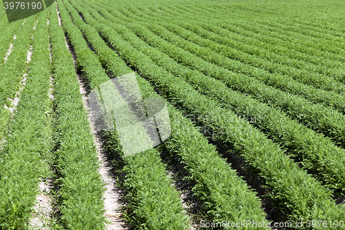 Image of Field with carrot  