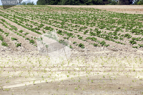 Image of potato field, spring  