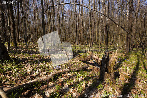 Image of trees in spring  