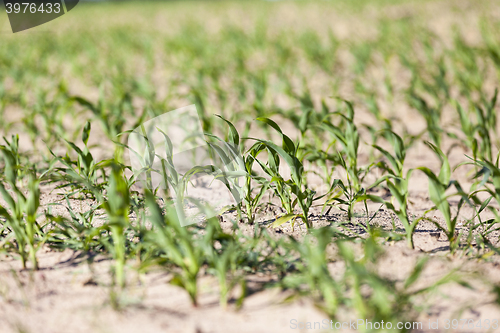 Image of green corn. Spring  